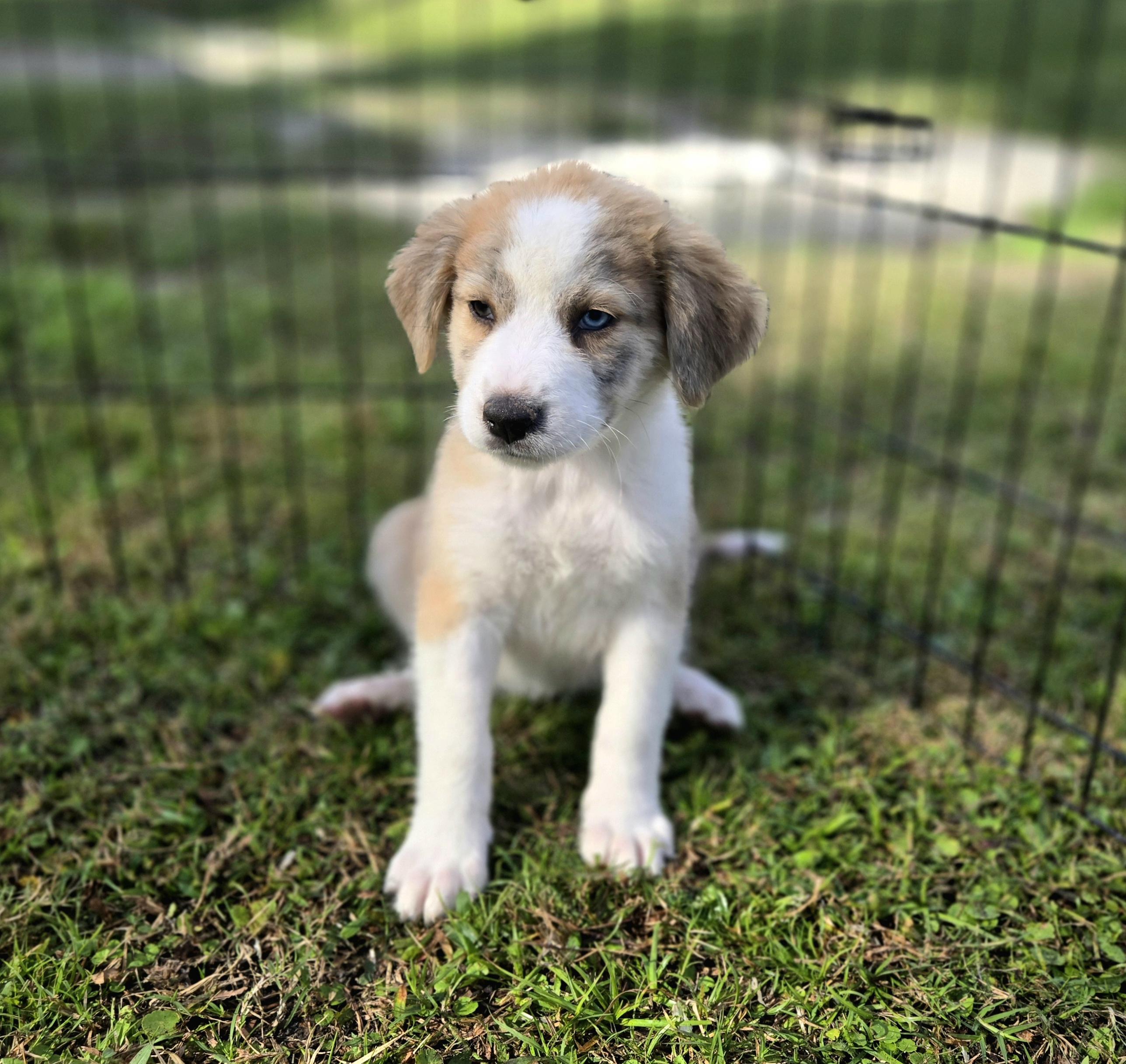 Enlarge Felony , a ADOPTABLE mixed breed in Oviedo, FL image 2/2