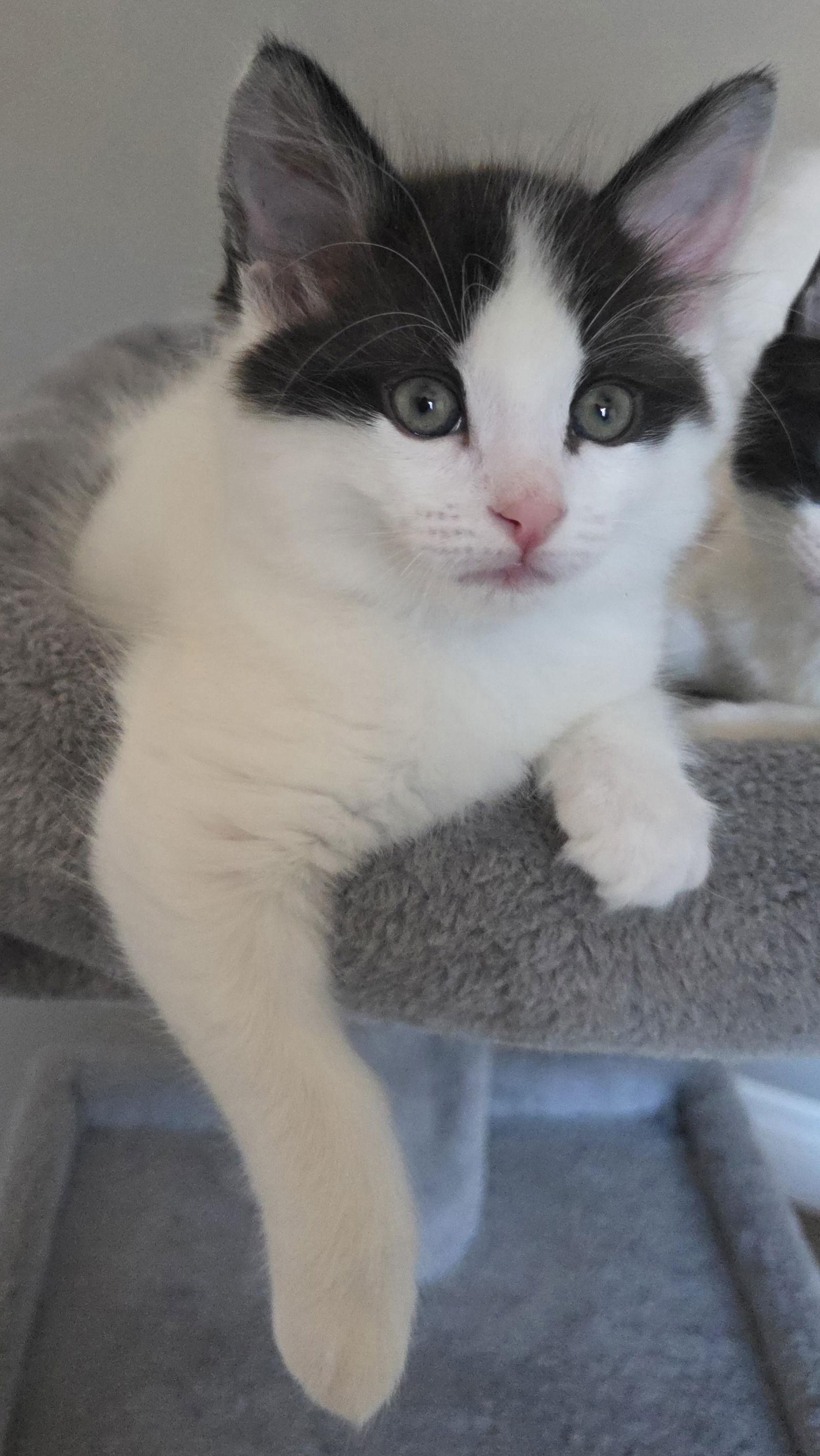 Marco, Adoptable, Kitten Male Domestic Medium Hair & Tuxedo.