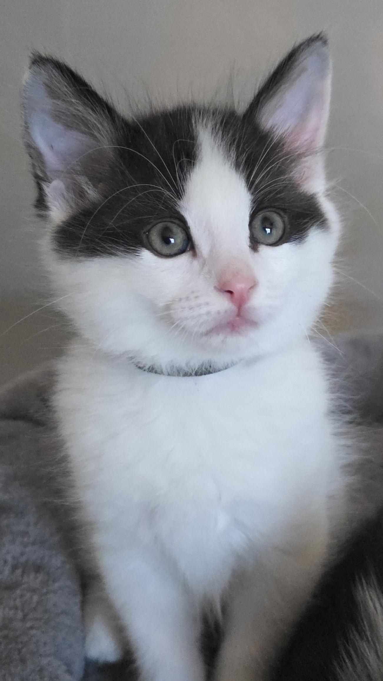 Enlarge Marco, a Adoptable mixed breed in Campbell, CA image 2/3