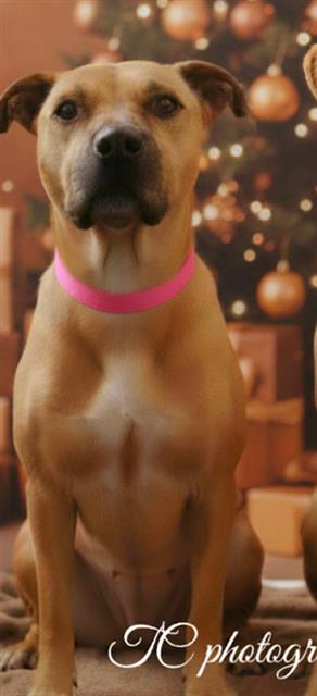 QUEEN, Adoptable, Adult Female Black Mouth Cur & Mixed Breed.