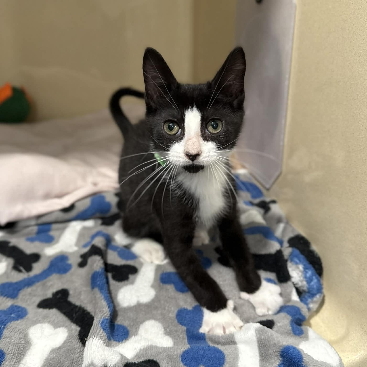 Enlarge Carl Edwards, an adopted mixed breed in Penn Yan, NY image 3/3