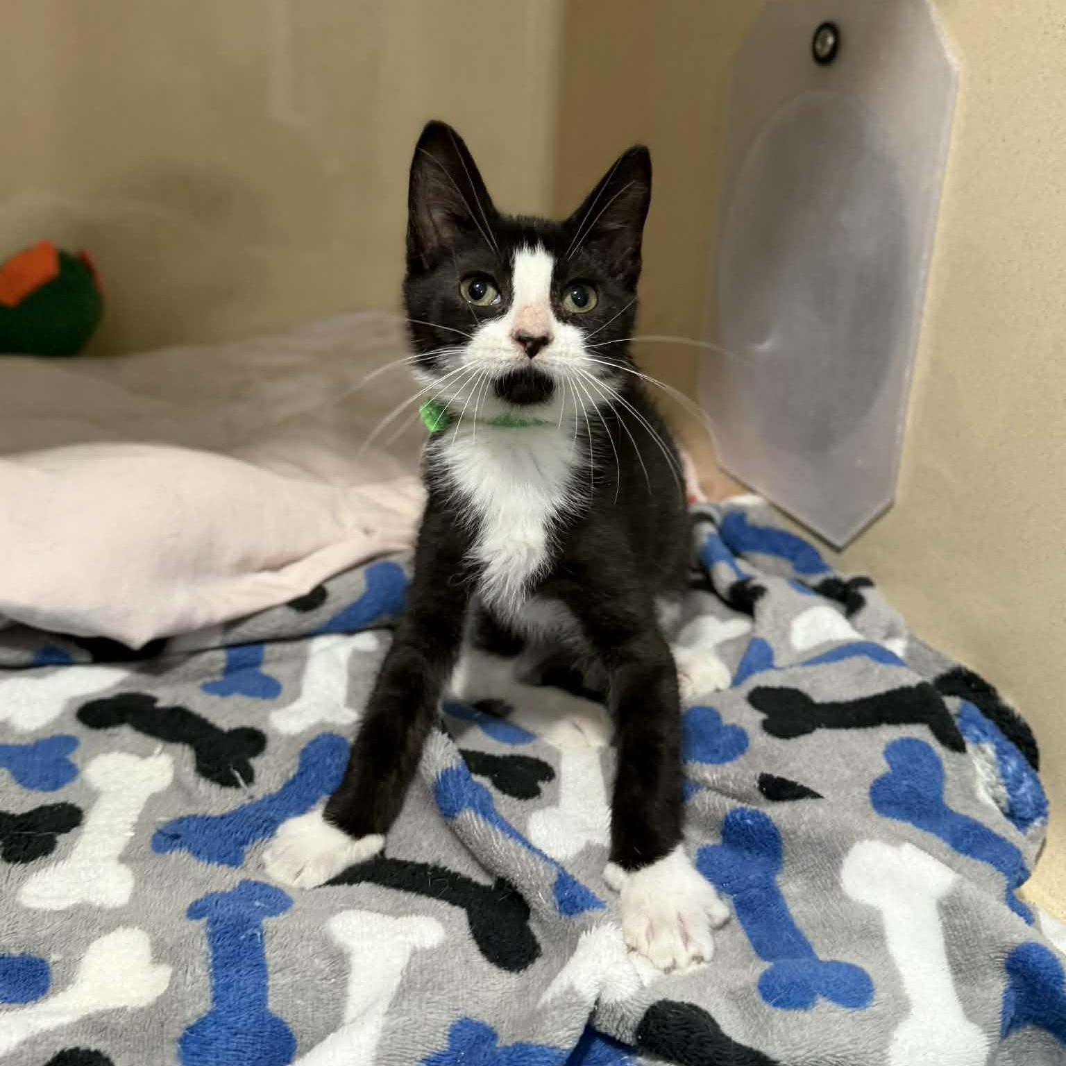 Enlarge Carl Edwards, an adopted mixed breed in Penn Yan, NY image 2/3