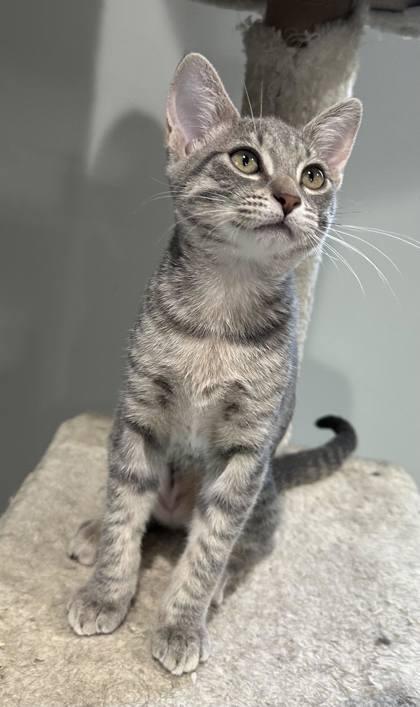 Fern, a Adoptable Domestic Short Hair in River Ridge, LA image 1/2