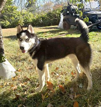Enlarge Blue, a ADOPTABLE Siberian Husky in Canterbury, CT image 6/6