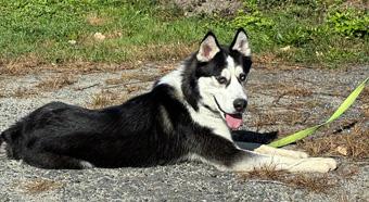 Enlarge Blue, a ADOPTABLE Siberian Husky in Canterbury, CT image 2/6