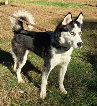 Enlarge Blue, a ADOPTABLE Siberian Husky in Canterbury, CT image 5/6
