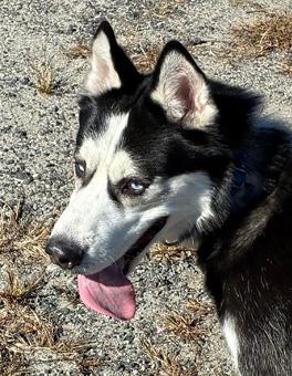 Enlarge Blue, a ADOPTABLE Siberian Husky in Canterbury, CT image 3/6