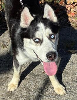 Enlarge Blue, a ADOPTABLE Siberian Husky in Canterbury, CT image 1/6