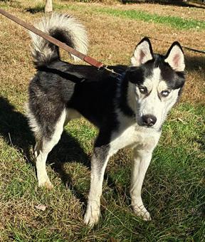 Enlarge Blue, a ADOPTABLE Siberian Husky in Canterbury, CT image 4/6