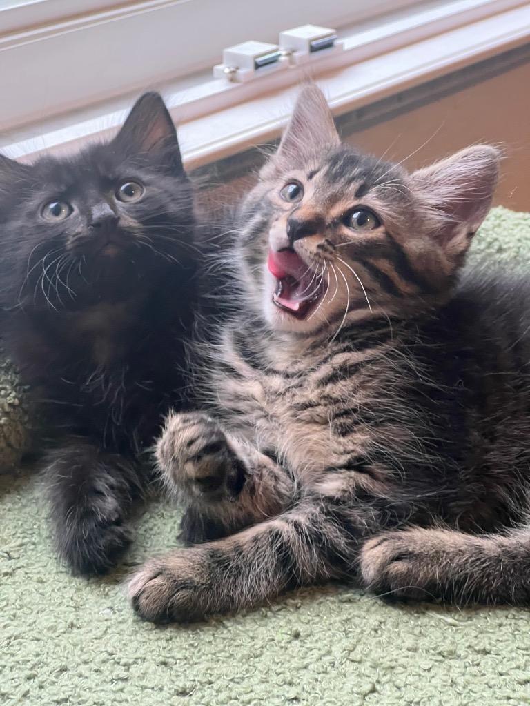 Baretta, Adoptable, Kitten Male Domestic Medium Hair.