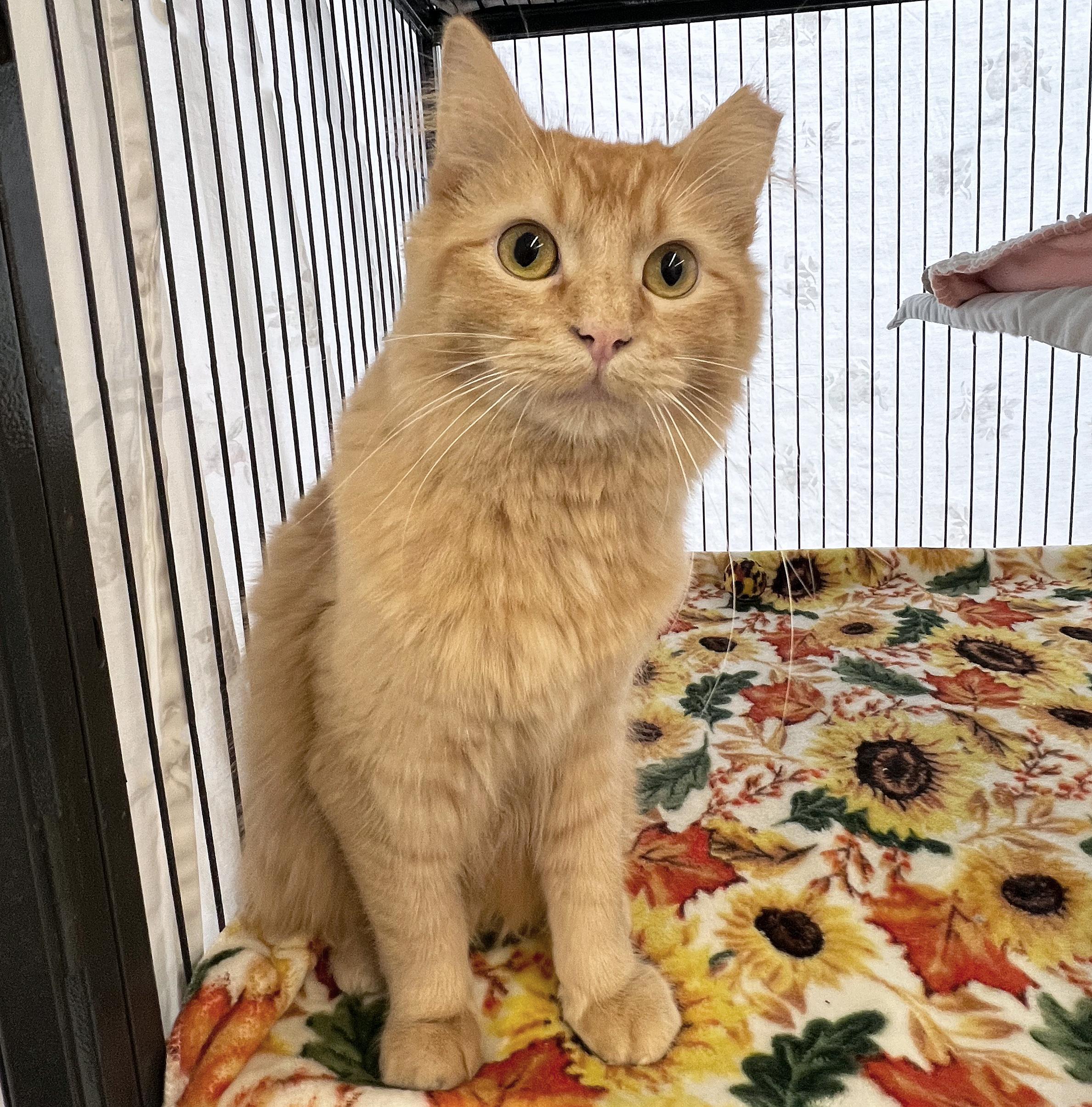 Enlarge Paddington, an adopted Domestic Medium Hair in St. Louis, MO image 1/1