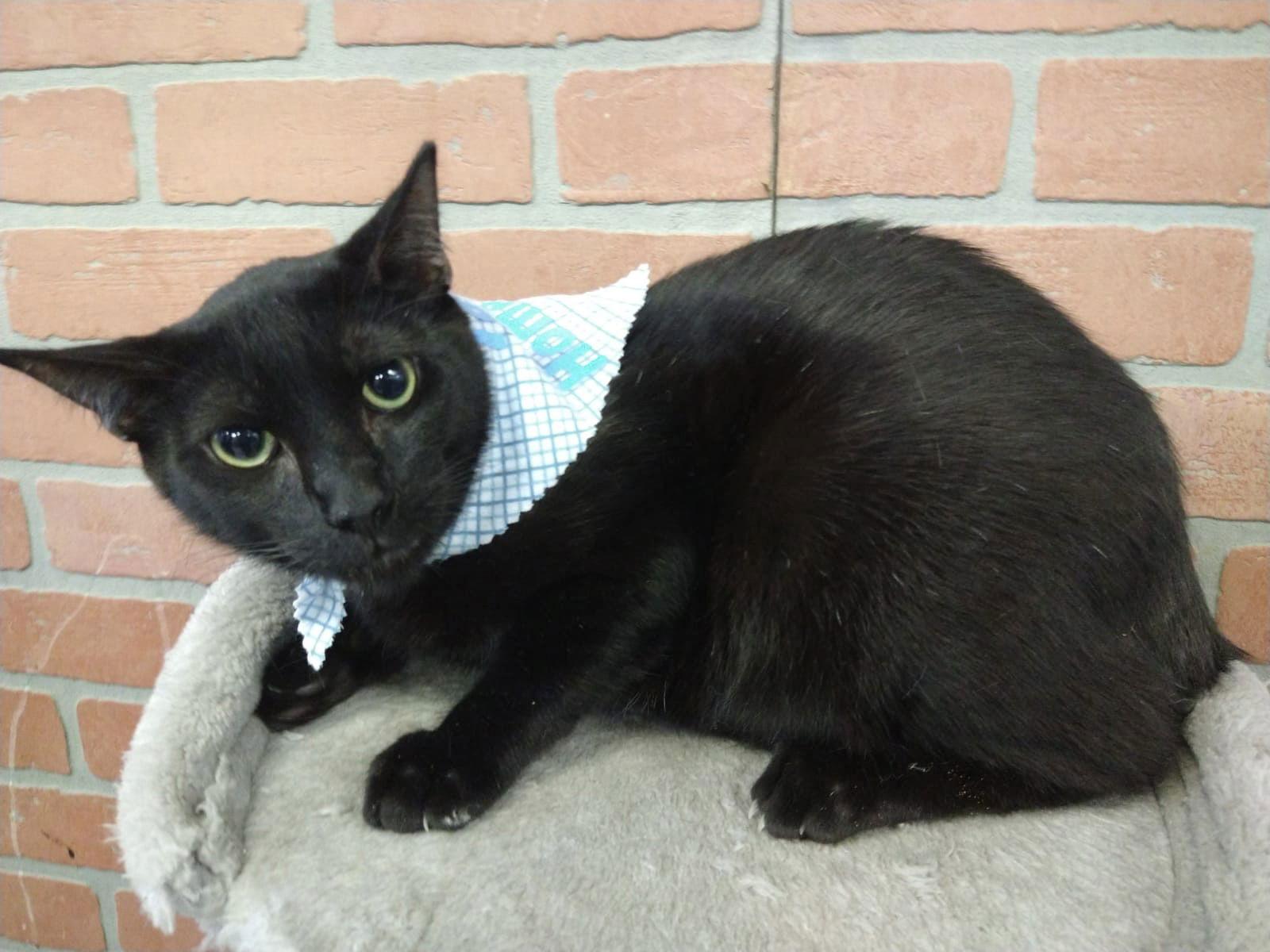 Eduardo, Adoptable, Young Male Domestic Short Hair.