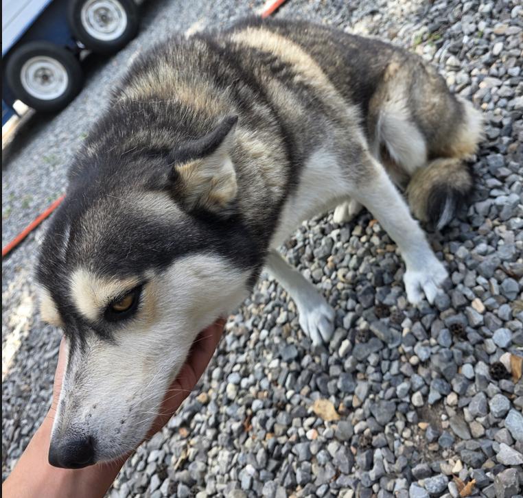 Enlarge Oreo, a Adoptable Husky in Boston, MA image 2/2