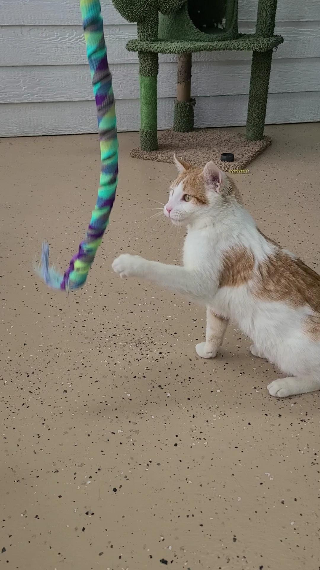 Enlarge Ernie, an adopted Domestic Short Hair in Elizabeth, IL image 3/5