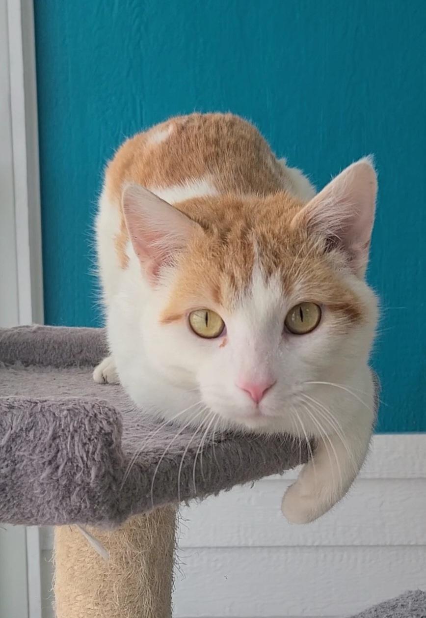 Enlarge Ernie, an adopted Domestic Short Hair in Elizabeth, IL image 4/5