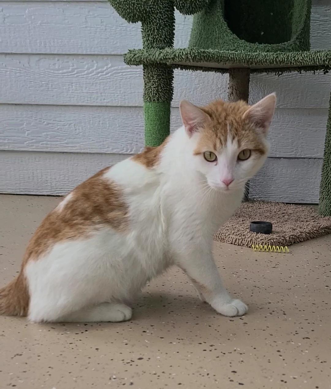 Enlarge Ernie, an adopted Domestic Short Hair in Elizabeth, IL image 2/5