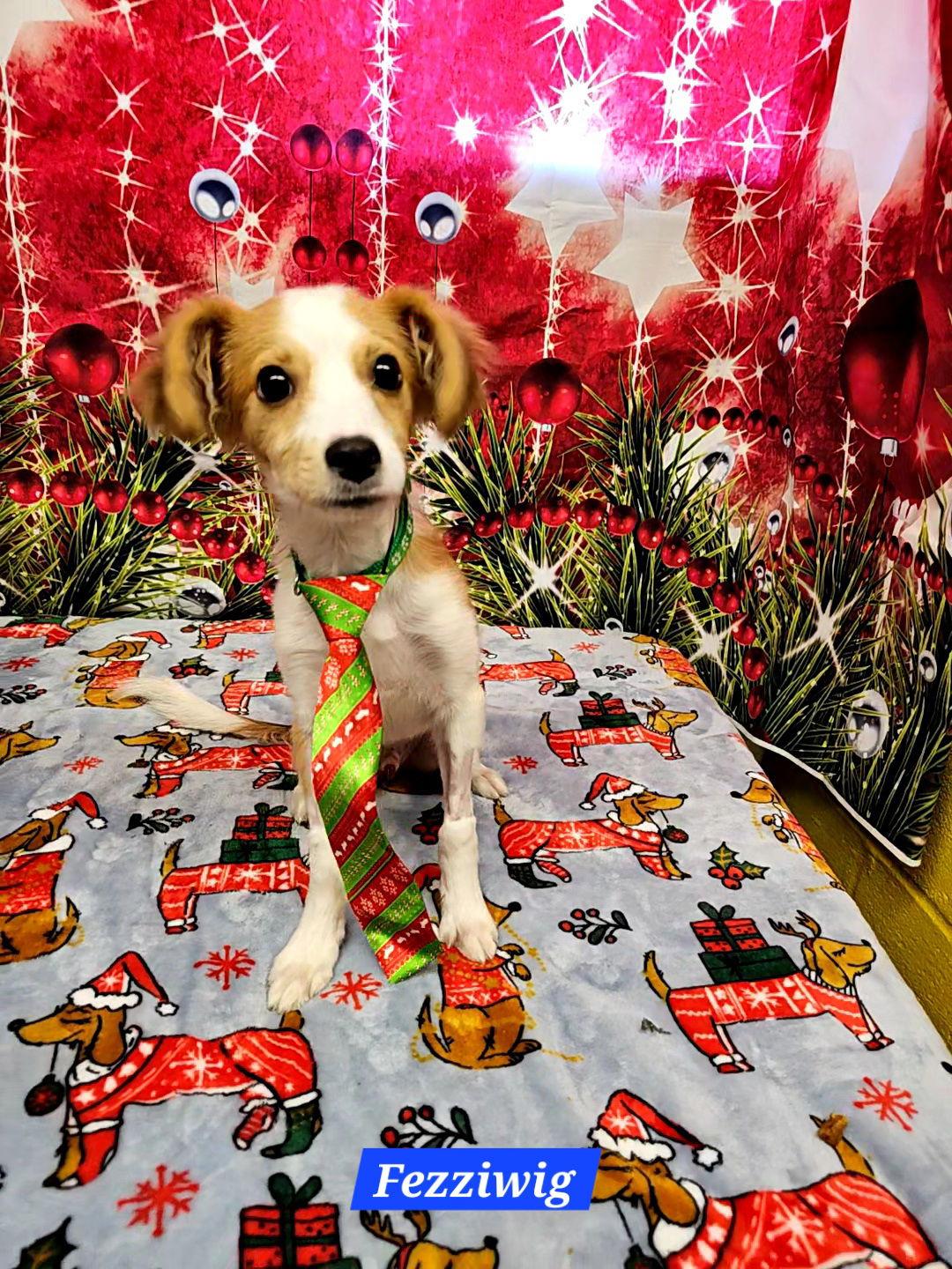 Fezziwig, a Adopted Pomeranian in Metairie, LA image 1/2