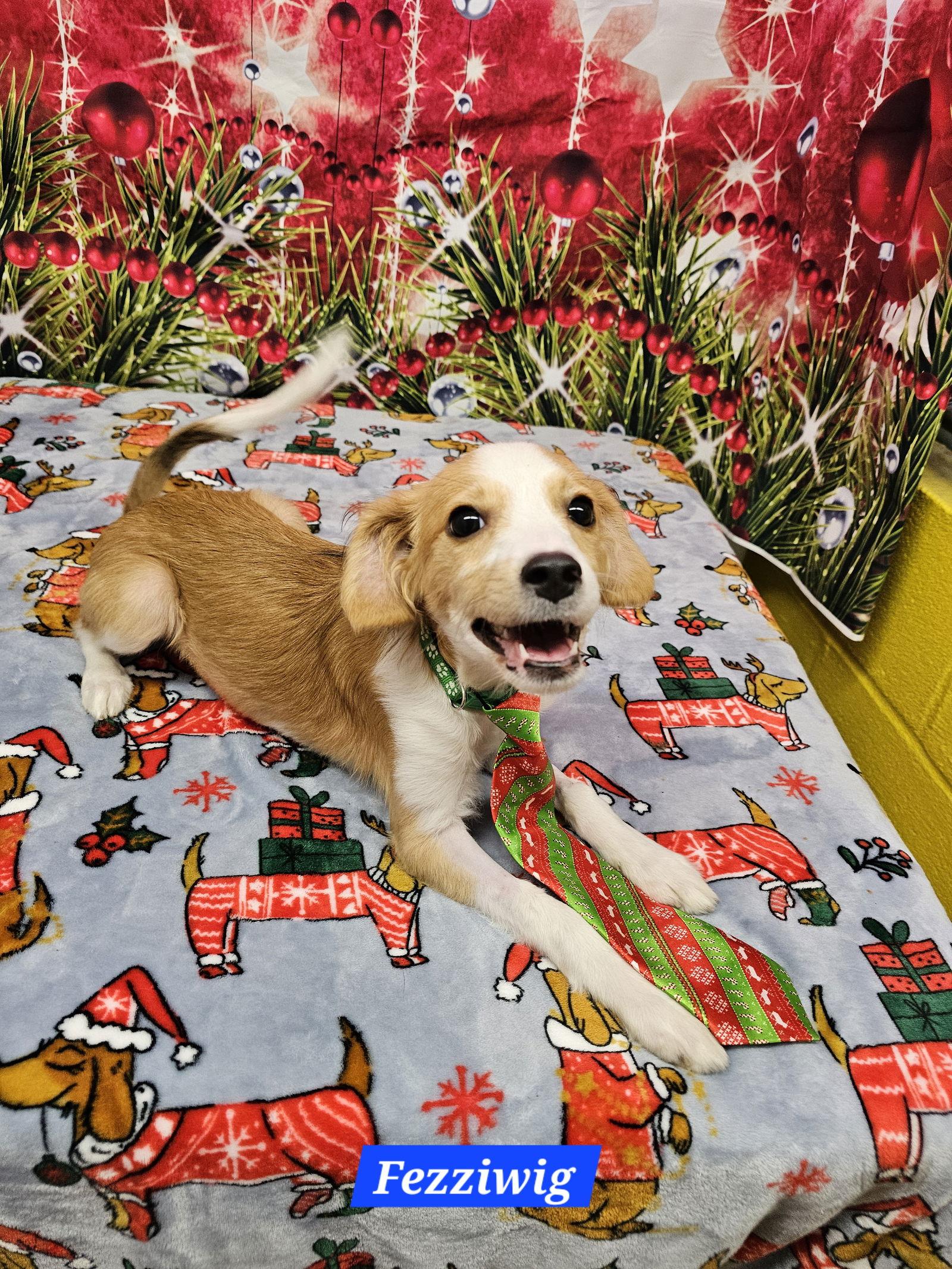 Fezziwig, a Adopted Pomeranian in Metairie, LA image 2/2