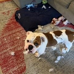 Enlarge Rubble, a ADOPTABLE English Bulldog in Buffalo, NY image 3/6