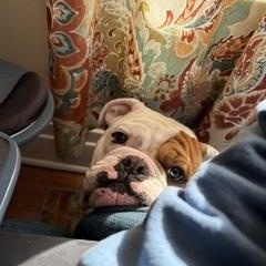 Enlarge Rubble, a ADOPTABLE English Bulldog in Buffalo, NY image 5/6