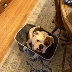 Enlarge Rubble, a ADOPTABLE English Bulldog in Buffalo, NY image 2/6
