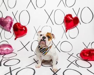 Rubble, ADOPTABLE, Young Male English Bulldog.