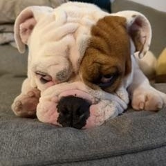 Enlarge Rubble, a ADOPTABLE English Bulldog in Buffalo, NY image 4/6