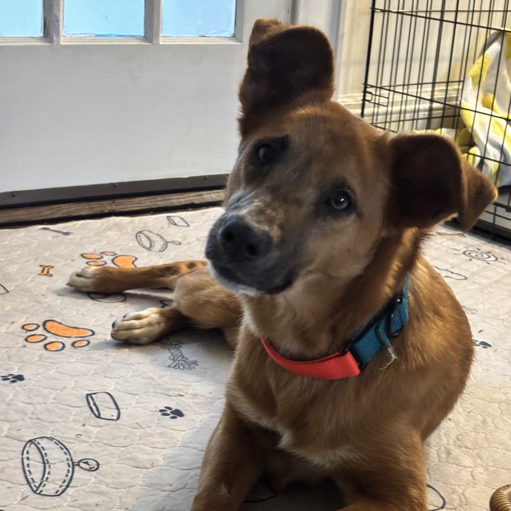 Pomelo, Adoptable, Adult Female Mixed Breed.