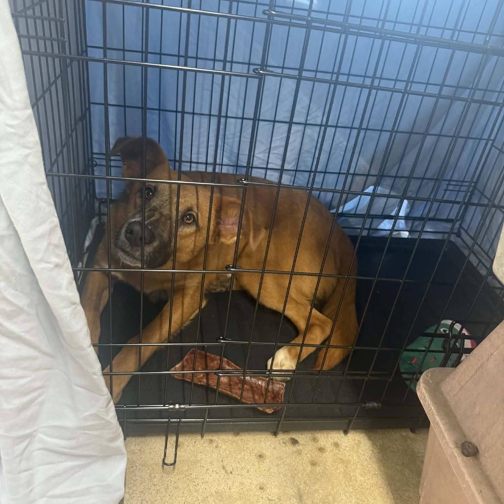 Pomelo, Adoptable, Adult Female Mixed Breed.