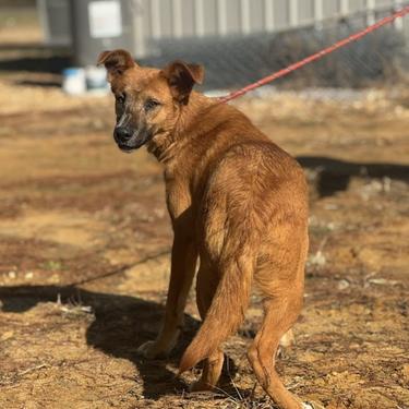 Enlarge Pomelo, a Adoptable Mixed Breed in Jersey City, NJ image 2/2