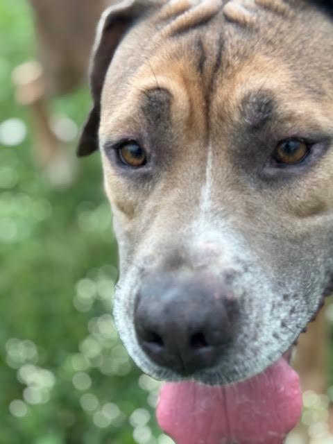 Enlarge Grace, a Adoptable mixed breed in Piedmont, OK image 4/6
