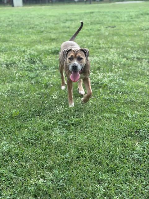Enlarge Grace, a Adoptable mixed breed in Piedmont, OK image 5/6