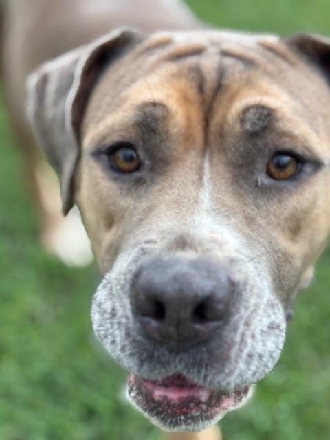 Enlarge Grace, a Adoptable mixed breed in Piedmont, OK image 3/4