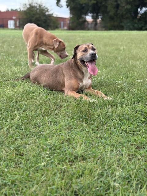 Enlarge Grace, a Adoptable mixed breed in Piedmont, OK image 4/4