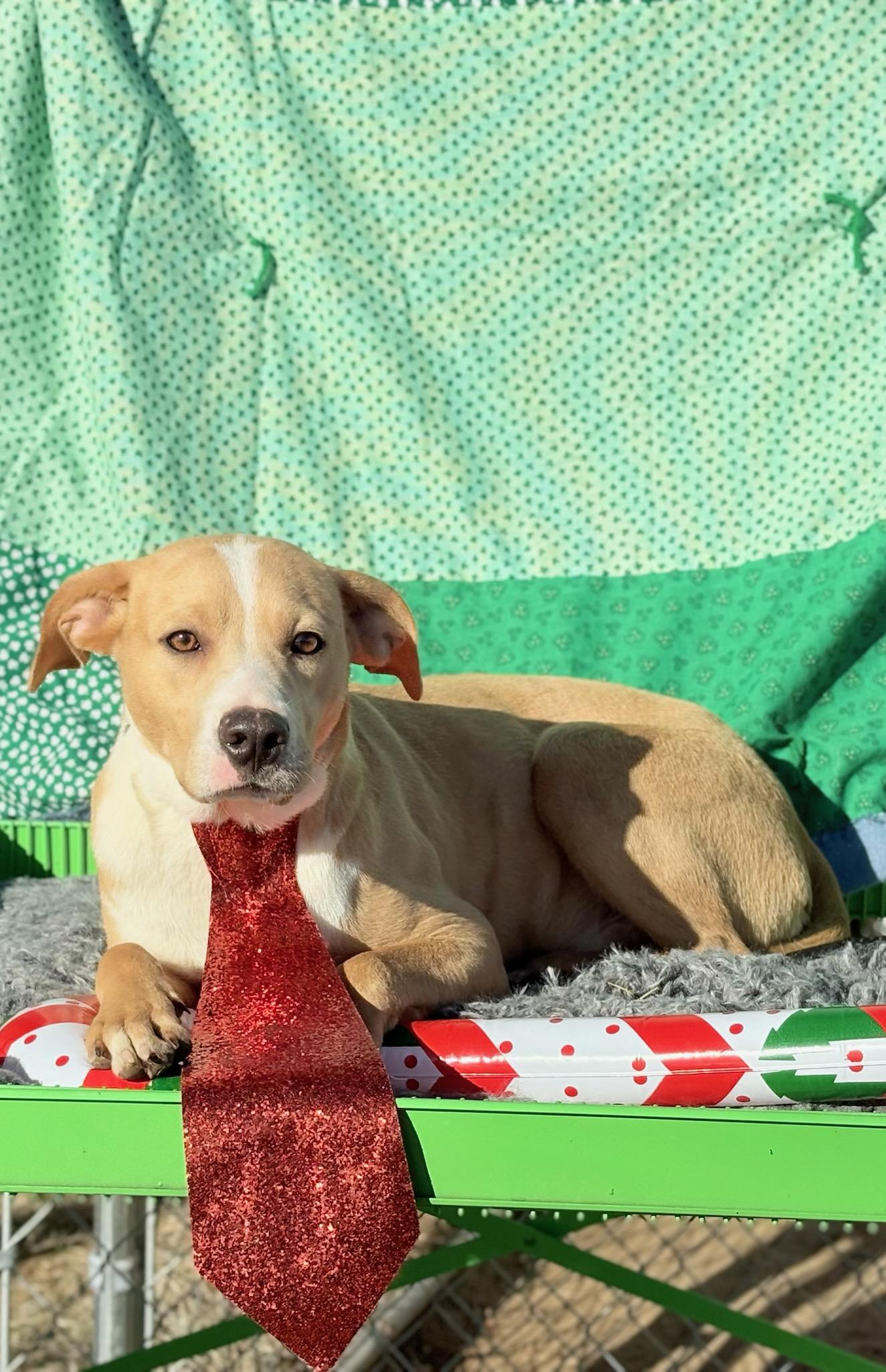 Enlarge Leroy , a ADOPTABLE mixed breed in Newport, AR image 2/3