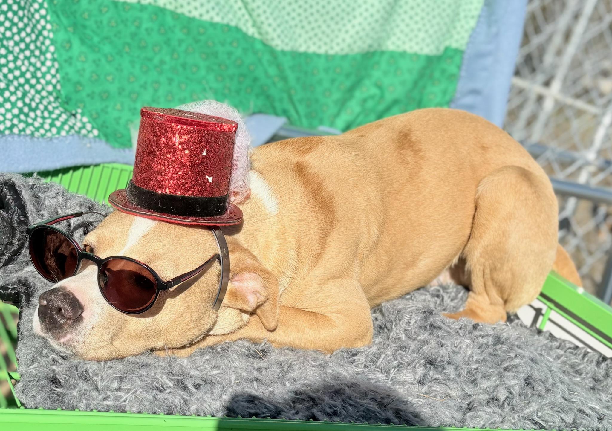 Enlarge Leroy , a ADOPTABLE mixed breed in Newport, AR image 3/3