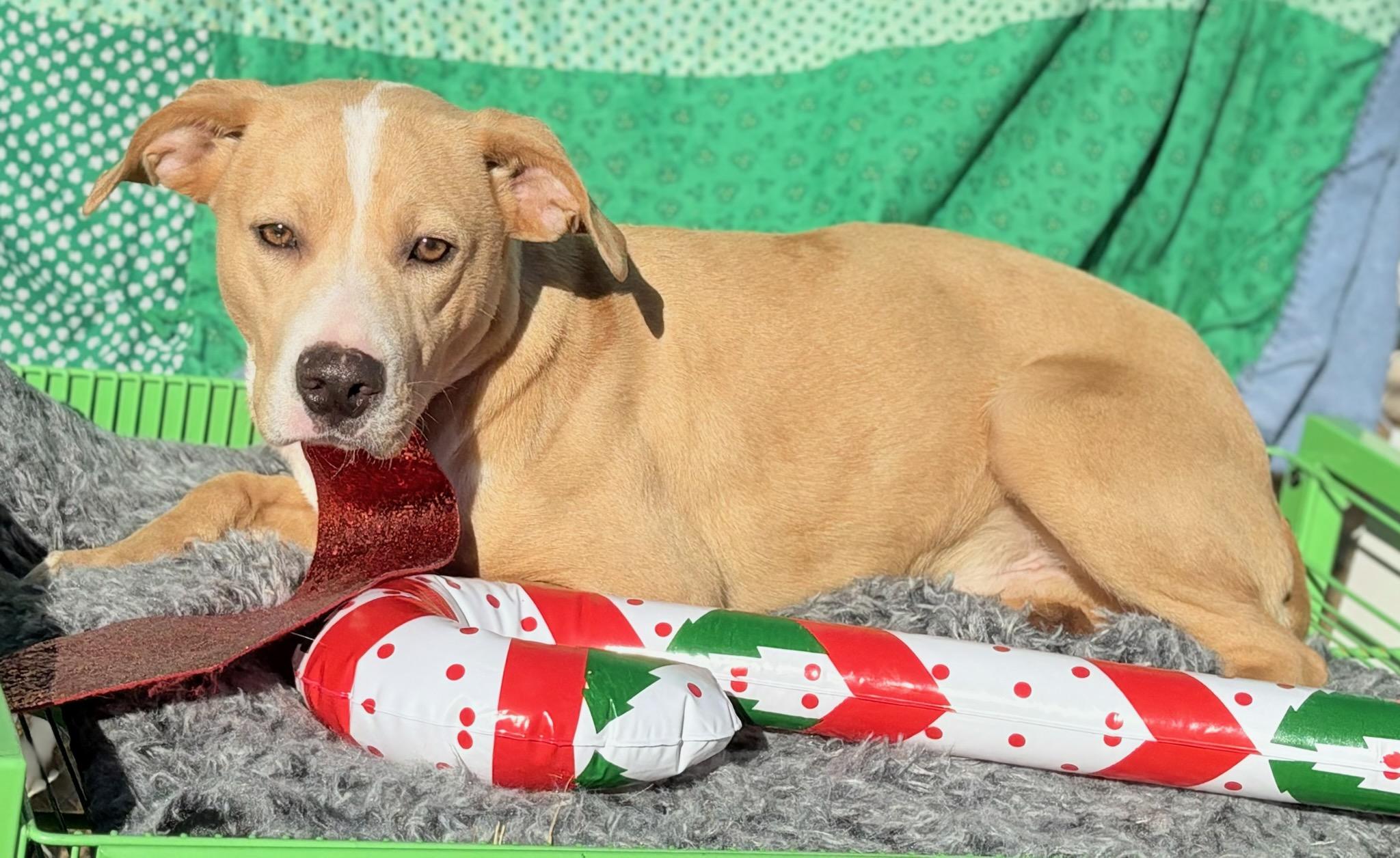 Enlarge Leroy , a ADOPTABLE mixed breed in Newport, AR image 1/3