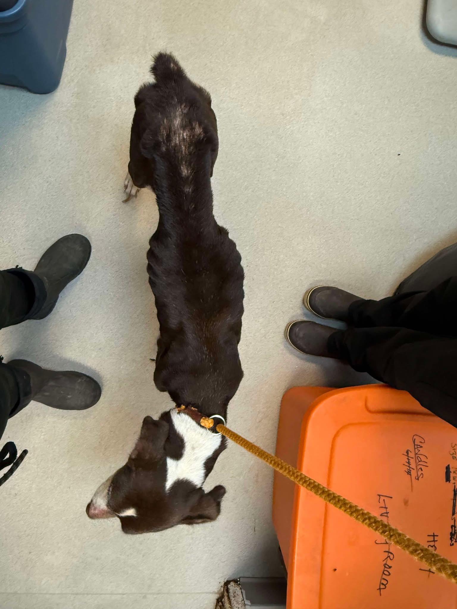 Misty (Sweet senior lady looking for a hero!), Senior Female unknown