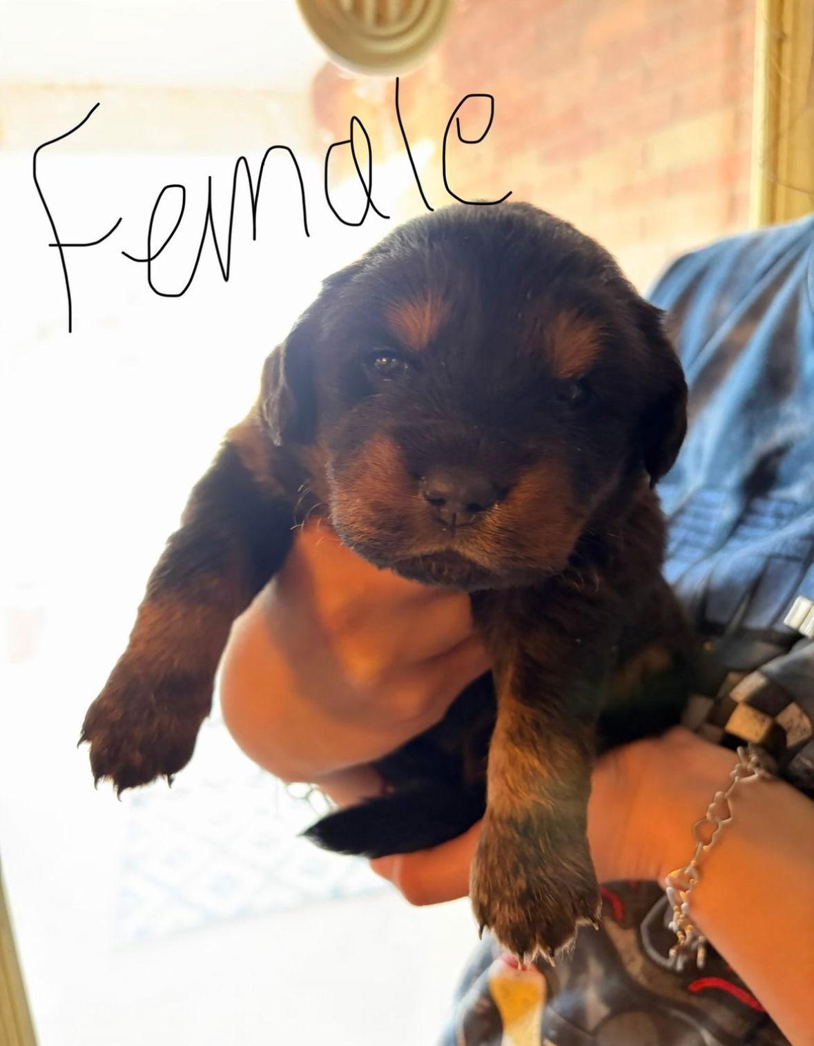 Reese - ADOPTION IN PROCESS, Adoptable, Puppy Female Golden Retriever.