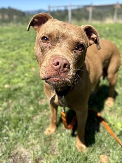 Enlarge Beans, a ADOPTABLE mixed breed in Roseburg, OR image 1/1