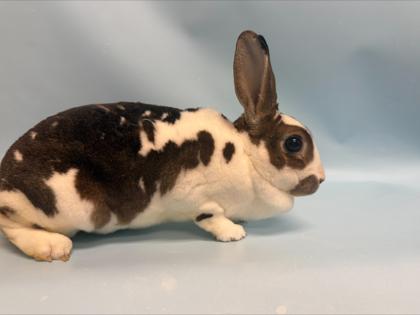 Hershey, Adoptable, Adult Female Bunny Rabbit.