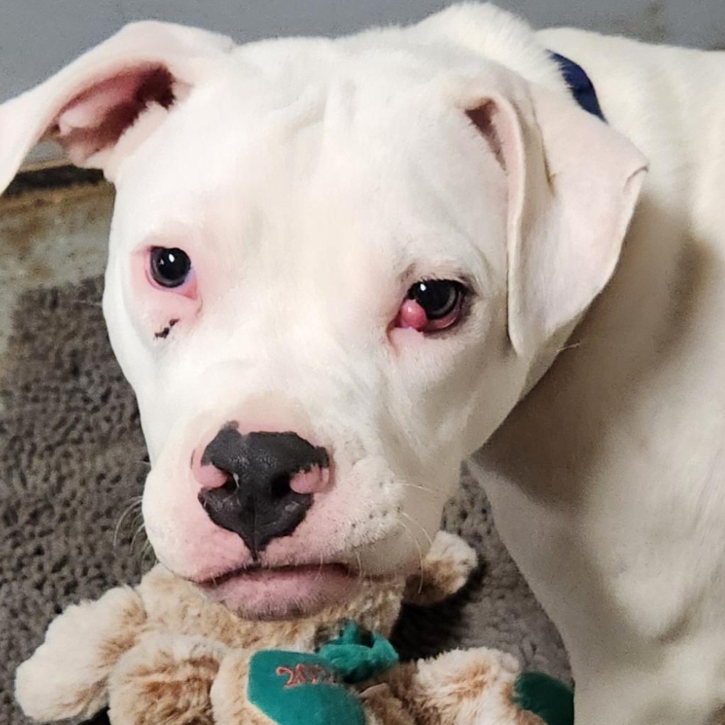 Dobby, Baby Male Pit Bull Terrier