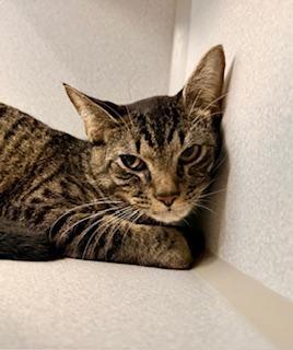 Leo, a ADOPTABLE Domestic Short Hair in Winter Haven, FL image 2/2