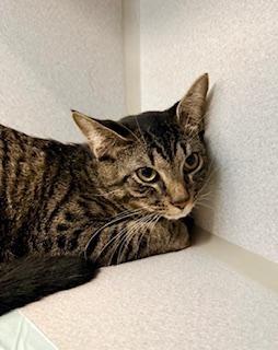 Leo, ADOPTABLE, Young Male Domestic Short Hair.