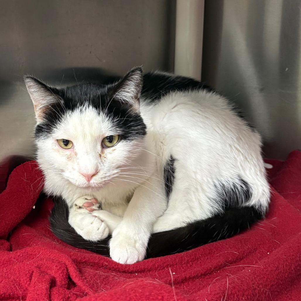 Oliver, Adoptable, Adult Male Domestic Short Hair.