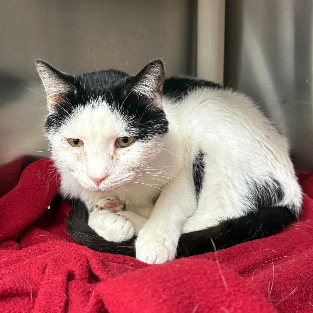 Oliver, a Adoptable Domestic Short Hair in Springfield, IL image 2/3