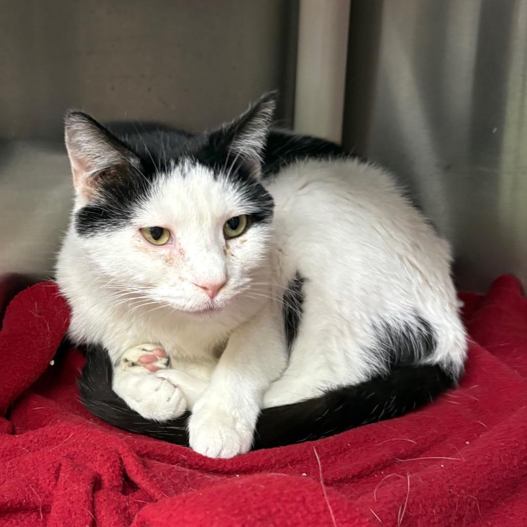 Oliver, a Adoptable Domestic Short Hair in Springfield, IL image 3/3