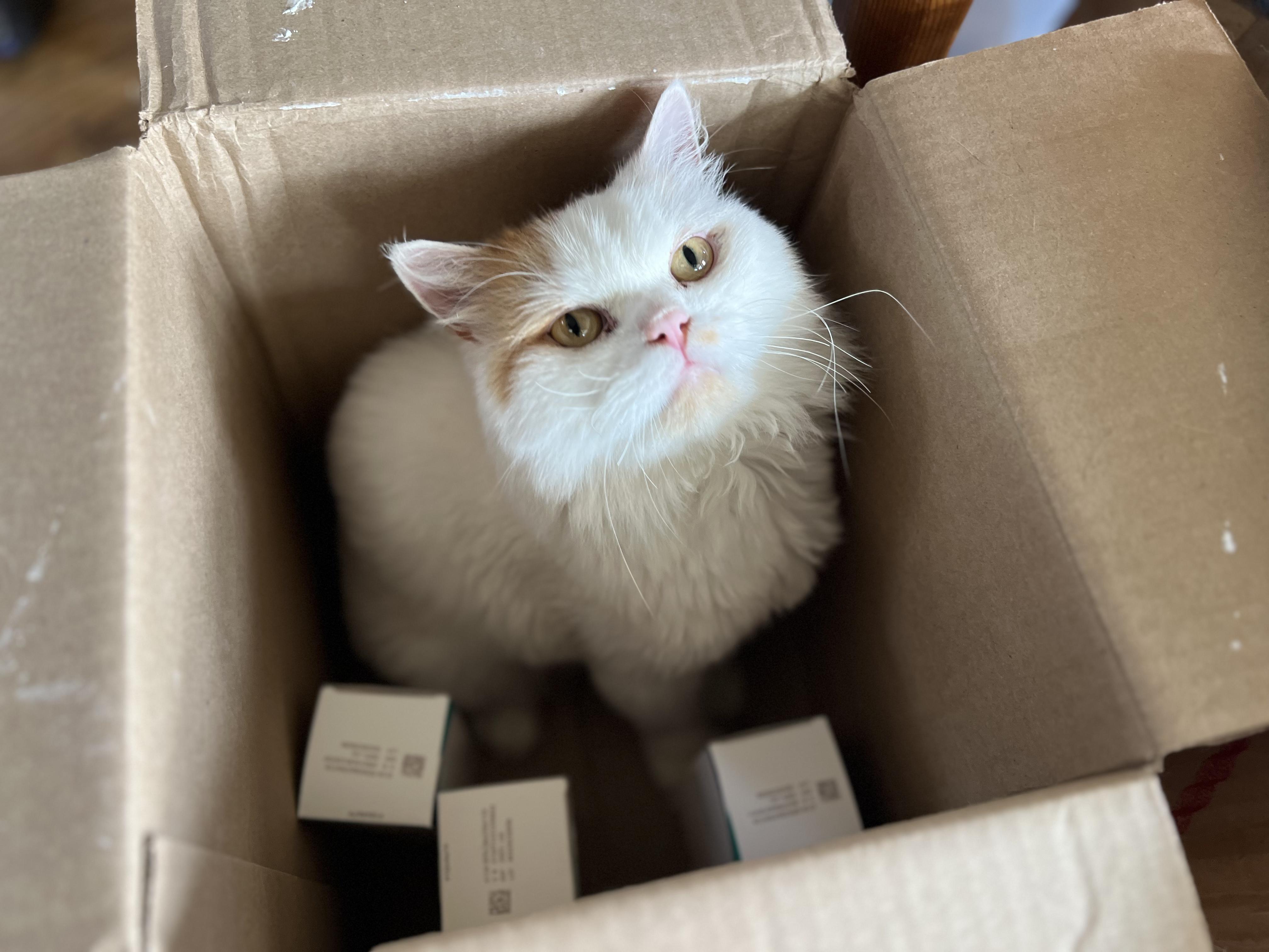 Enlarge MORTY, a Adoptable Persian in Mahwah, NJ image 3/5