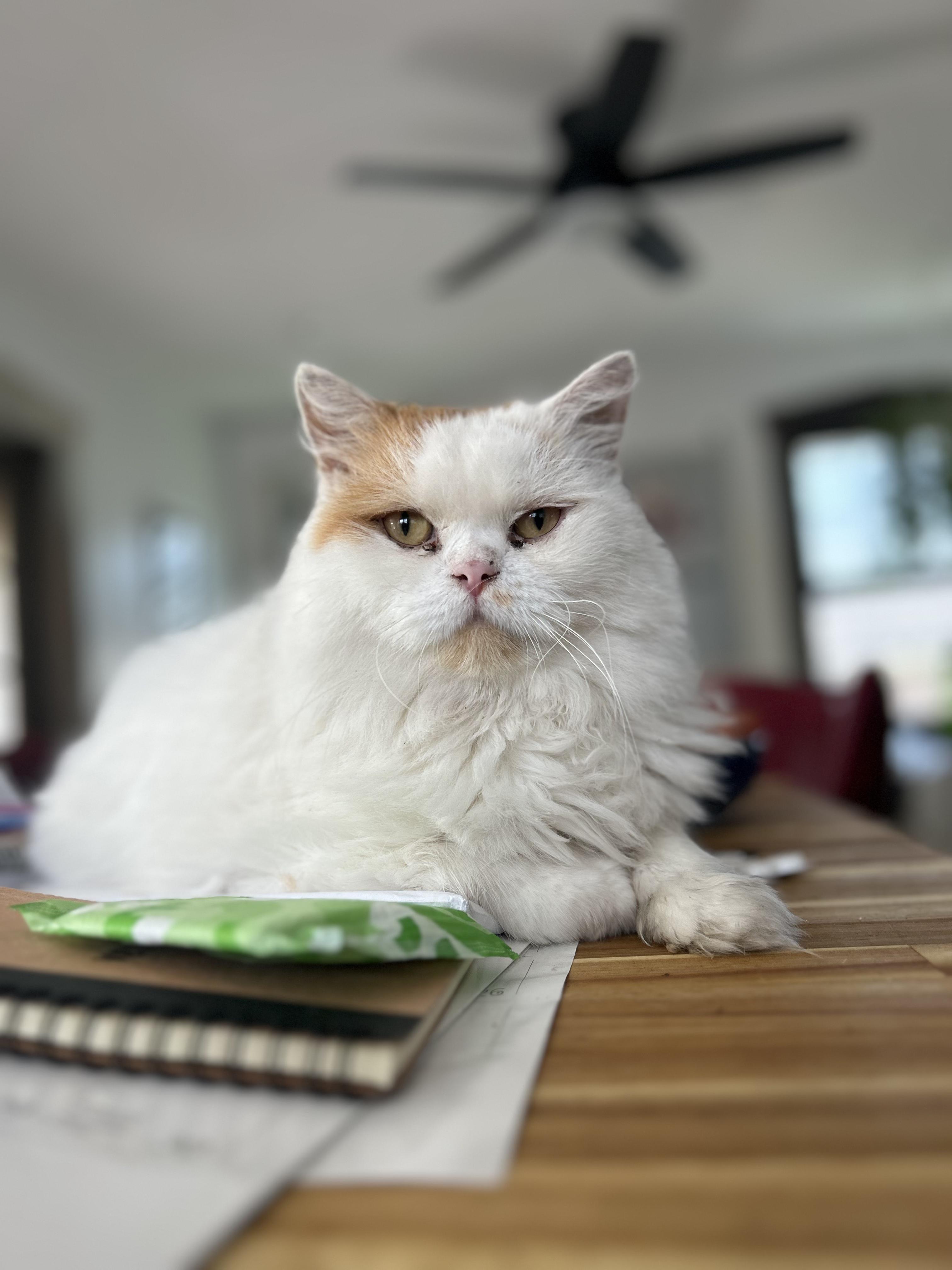 MORTY, Adult Male Persian