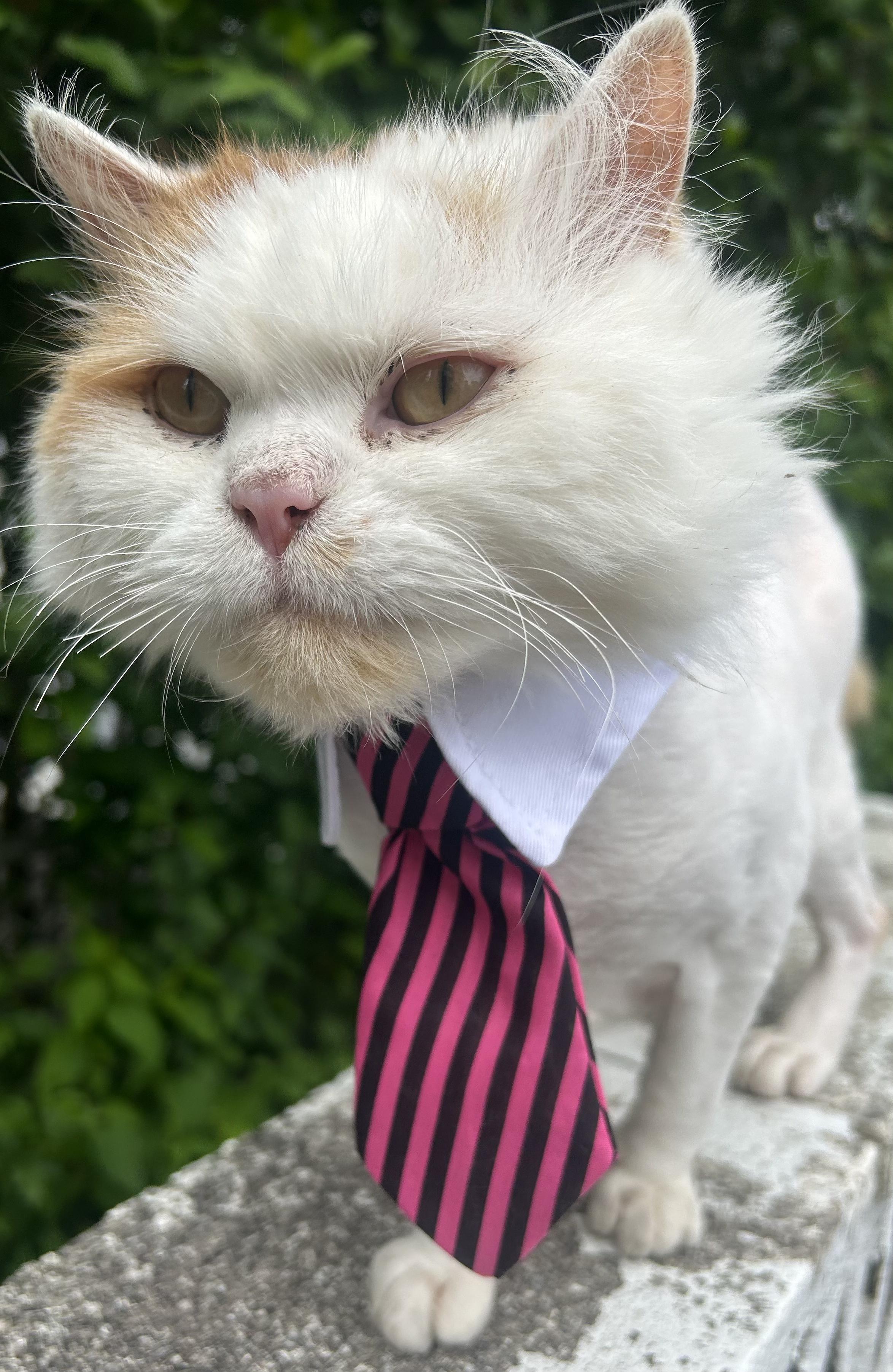 Enlarge MORTY, a Adoptable Persian in Mahwah, NJ image 2/5